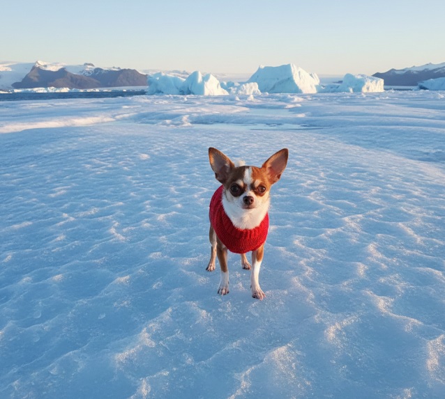Un chihuahua sul ghiaccio